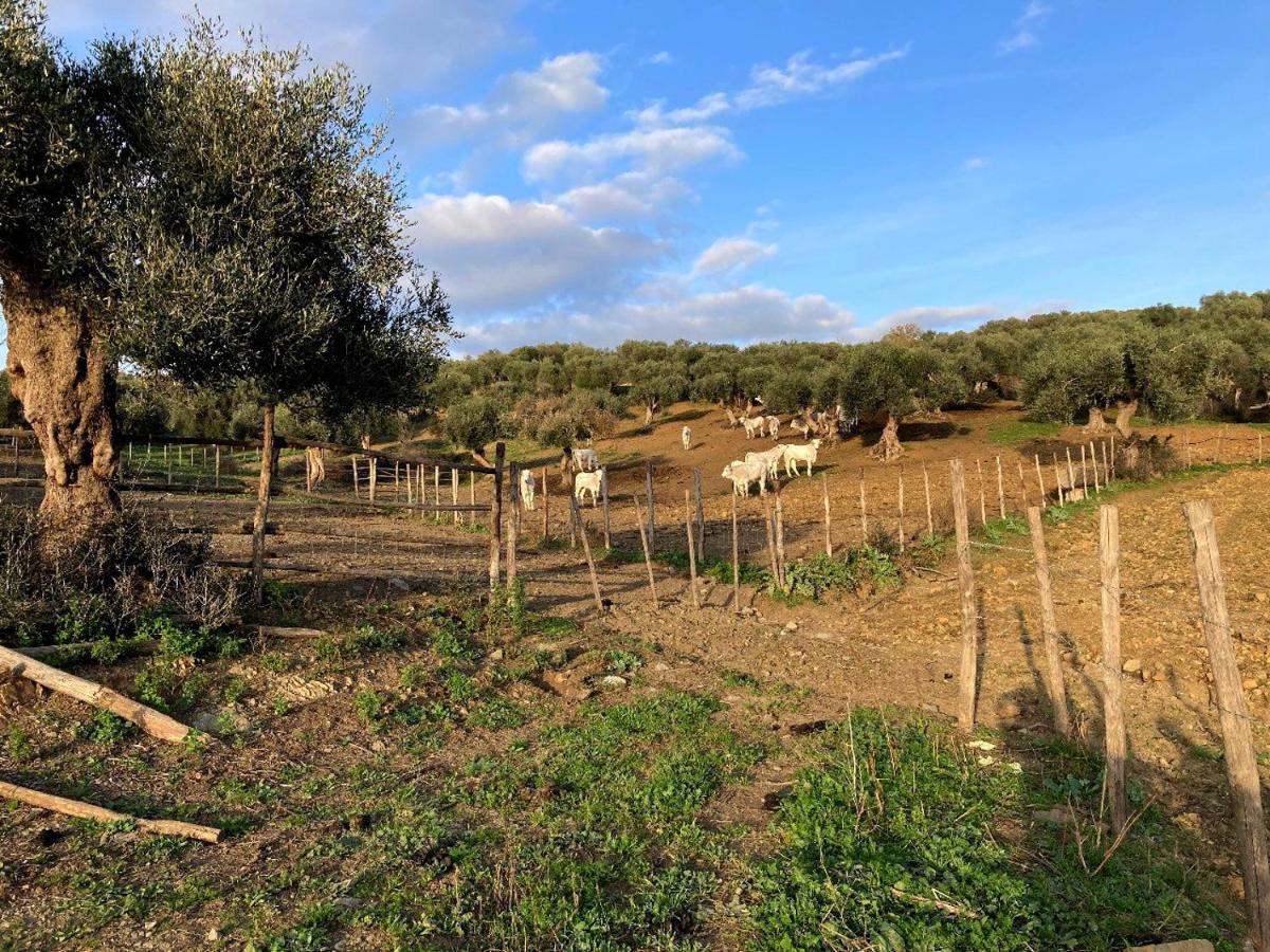 Fattoria Tolomei Campagnatico Exterior photo